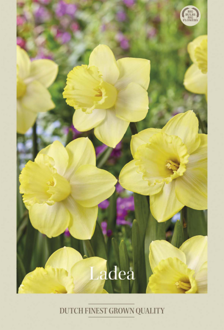Narcissus &