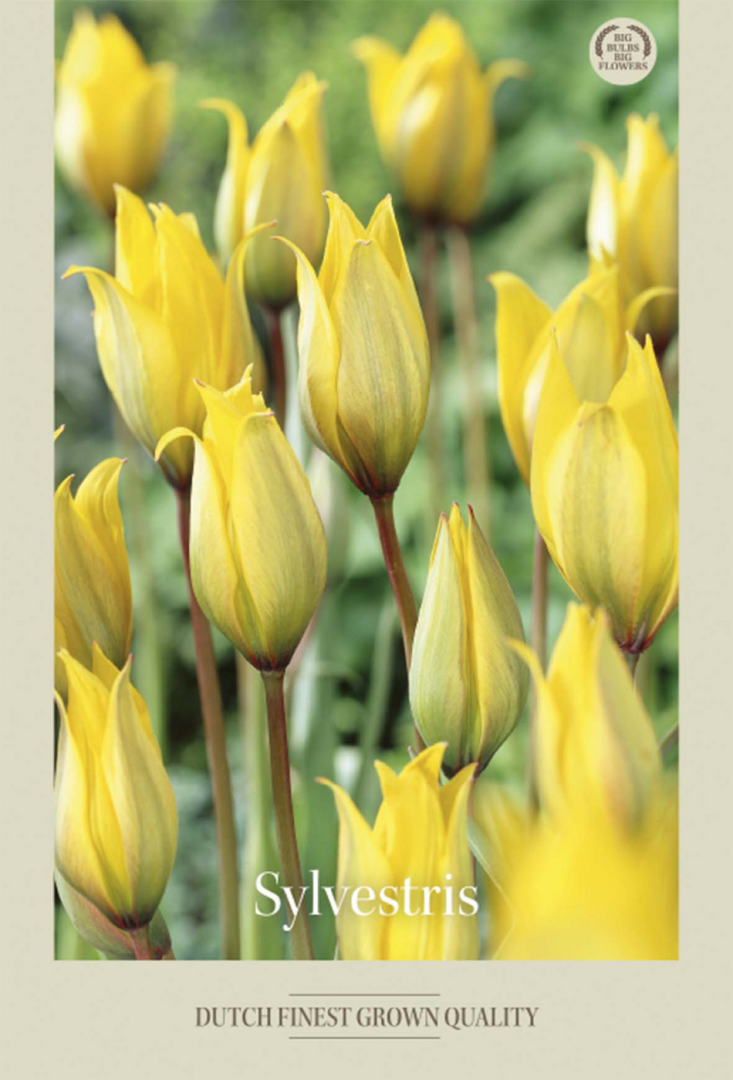 Tulpan Sylvestris – hel förpackningsbild med blomman, 10-pack. Från Svedberga Plantskola