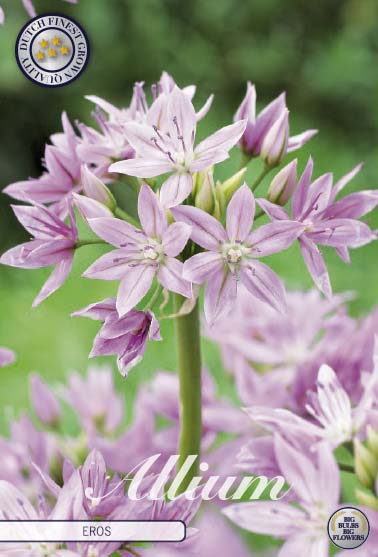 Allium &