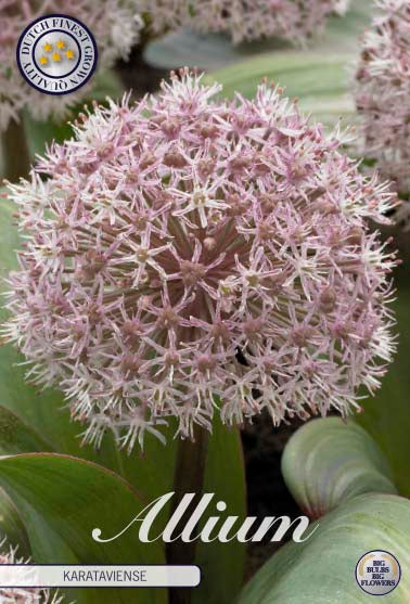 Allium &