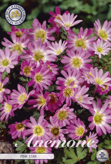 Balkansippa-Anemone Blanda &
