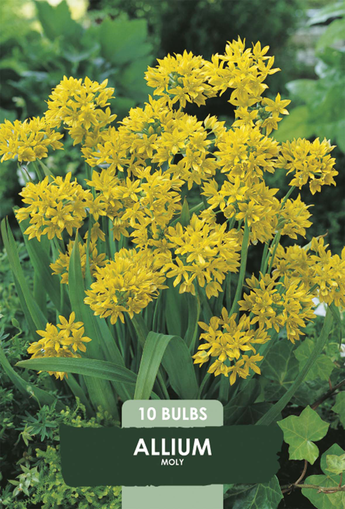 Allium Moly 10-pack
