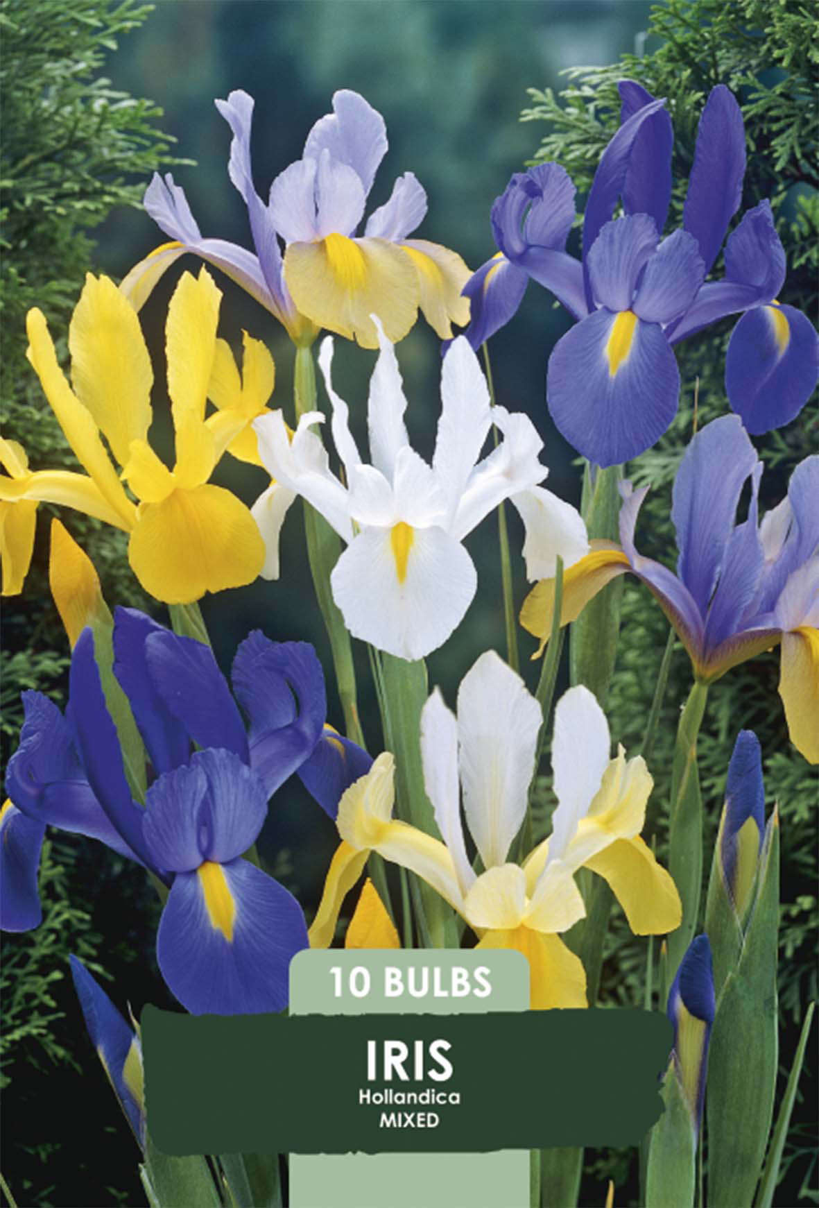 Iris Hollandica Mix 10-pack