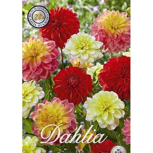 Dahlia Mixed Dekorativ 5-pack
