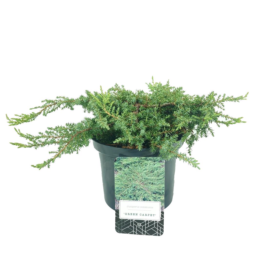 Juniperus communis &