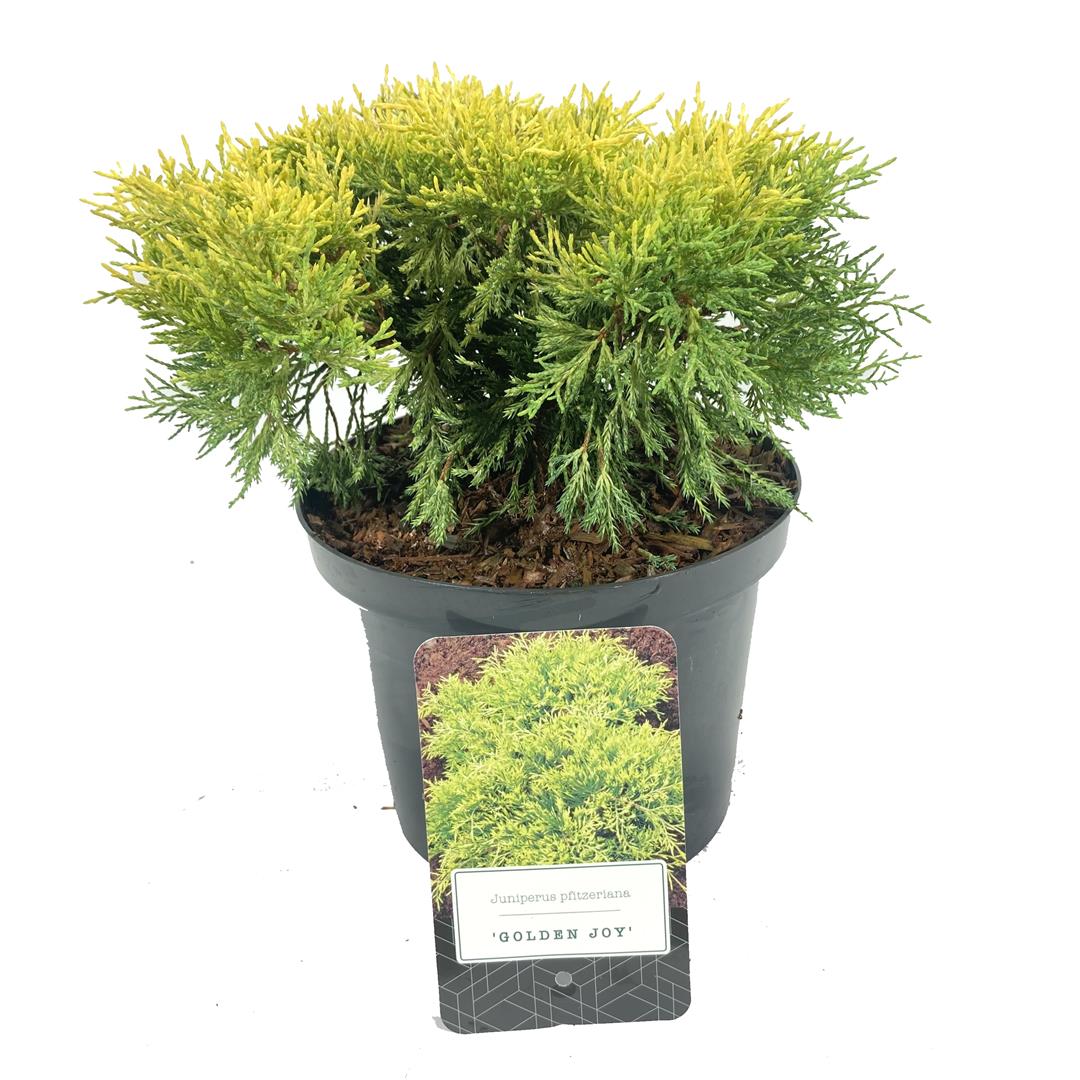 Juniperus pf. &