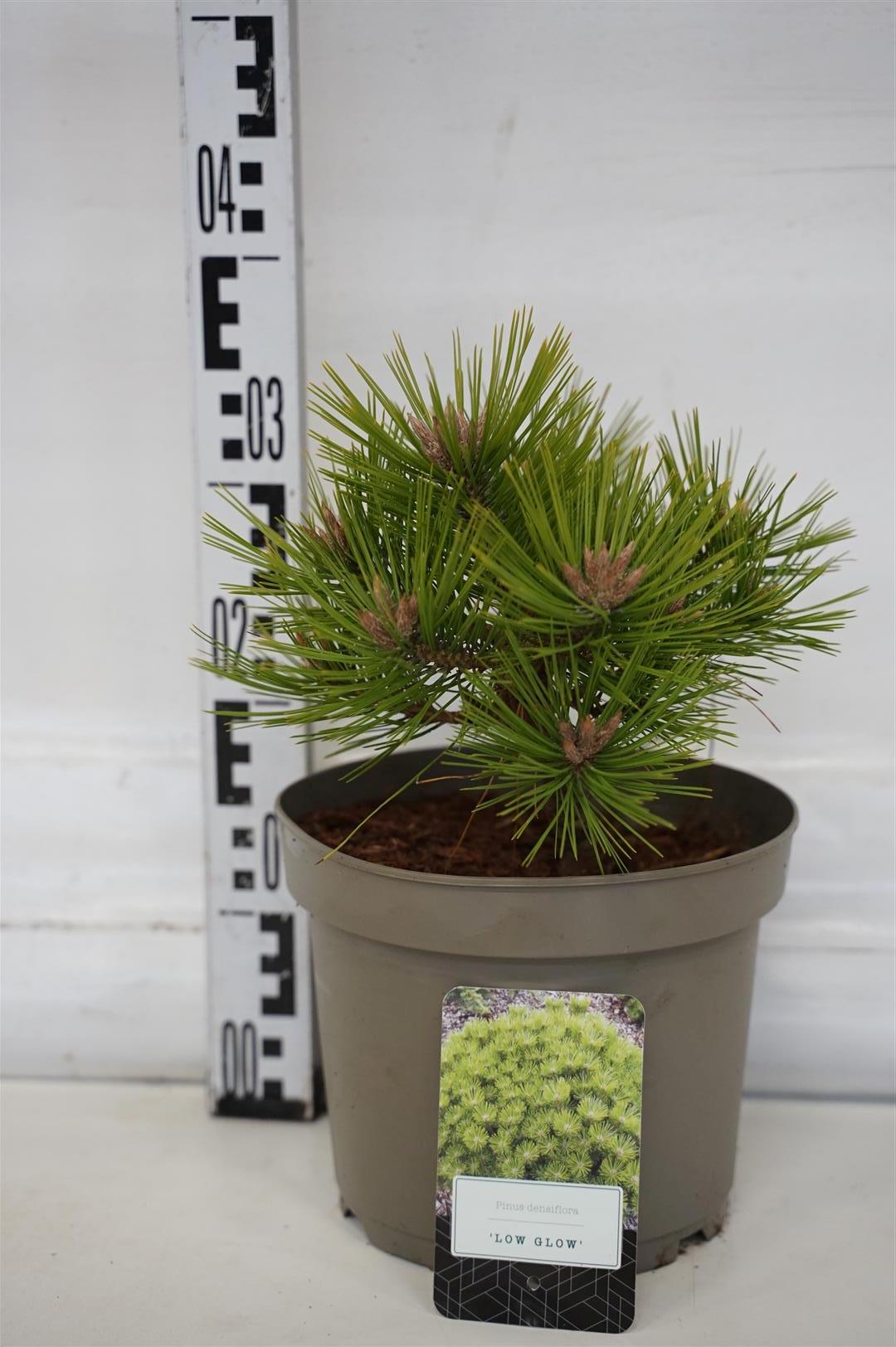 Pinus densiflora &