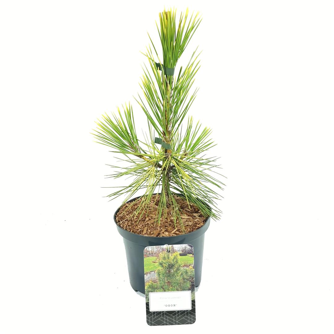 Pinus thunbergii &