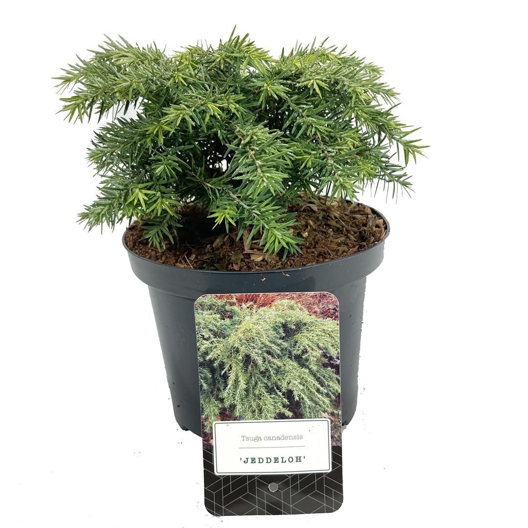 Tsuga canadensis &