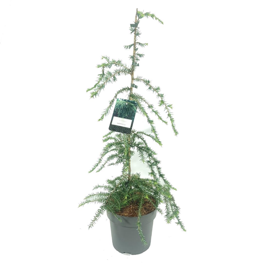 Tsuga canadensis &