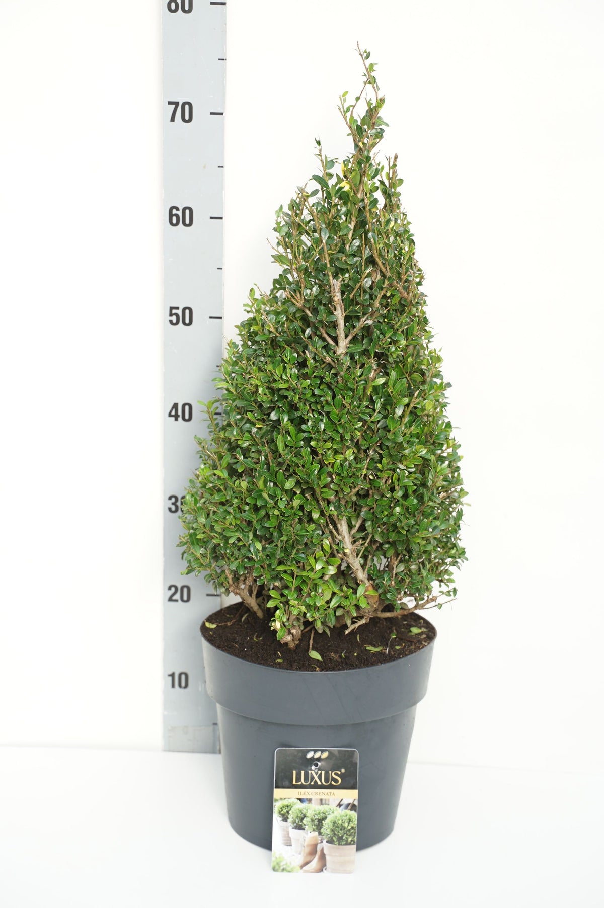 Ilex crenata &