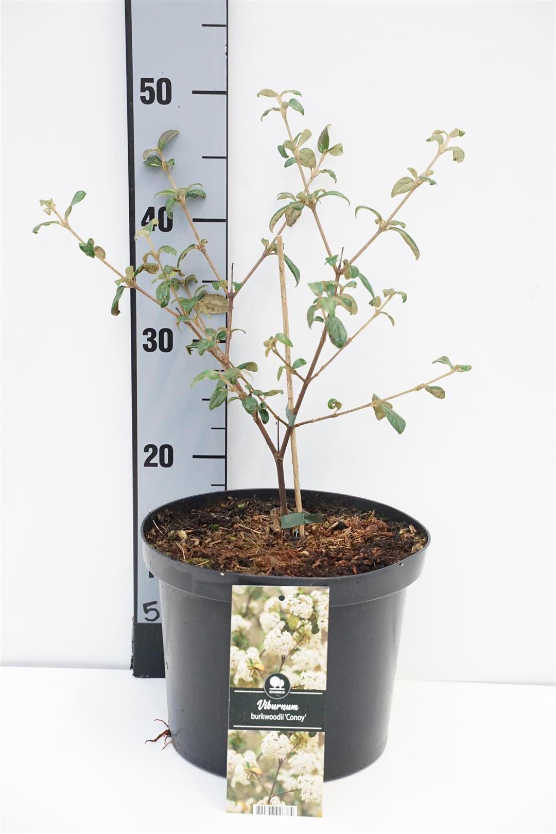 Viburnum burkwoodii &