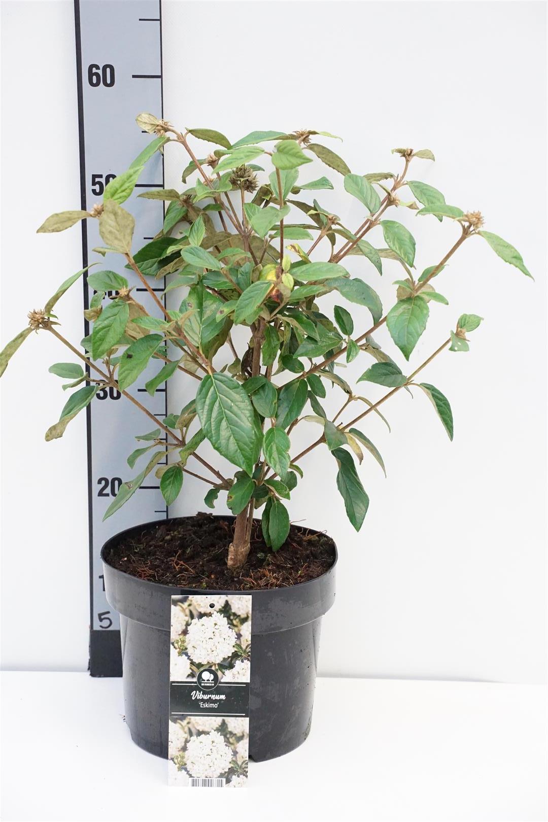 Viburnum &