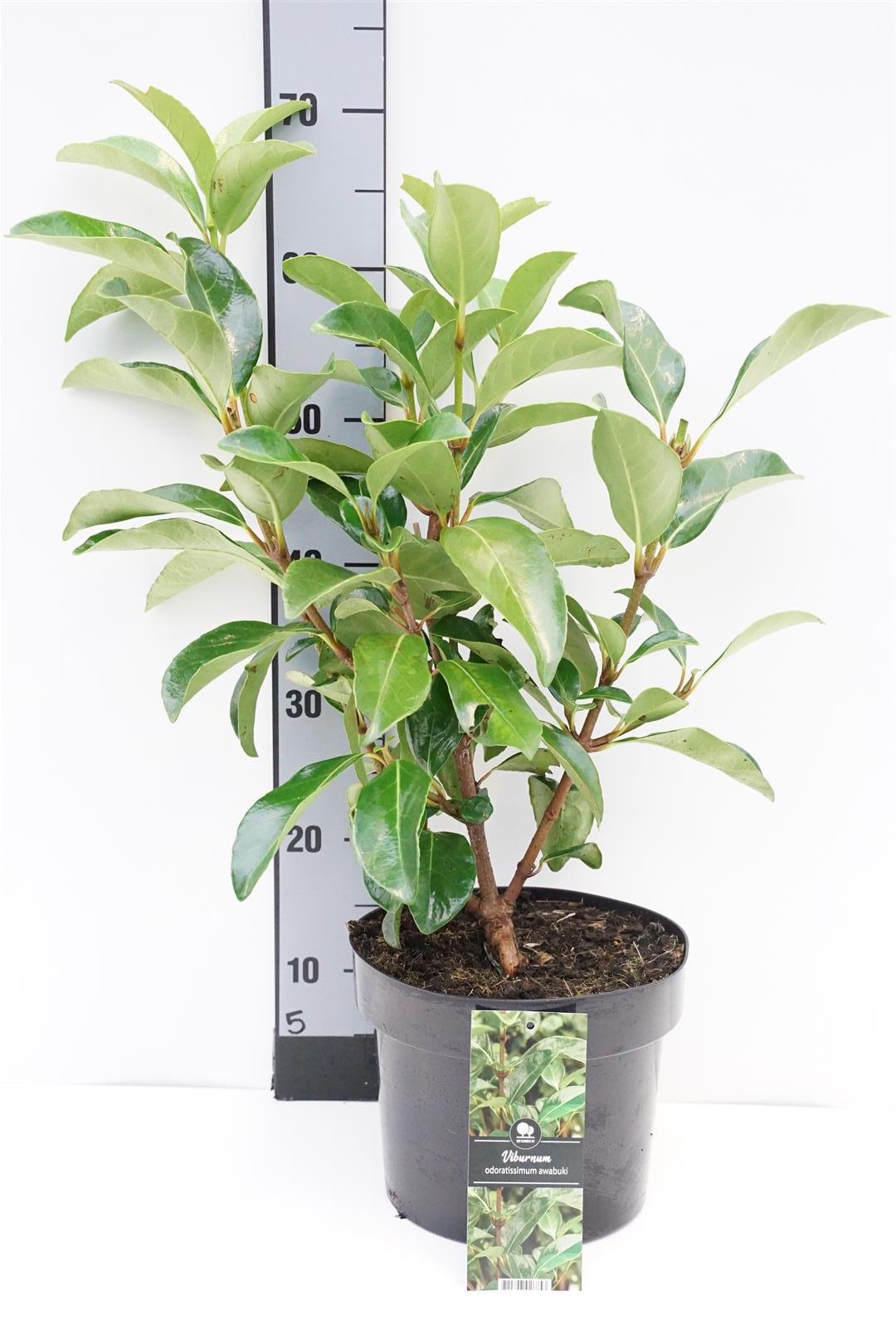 Viburnum odoratissimum &