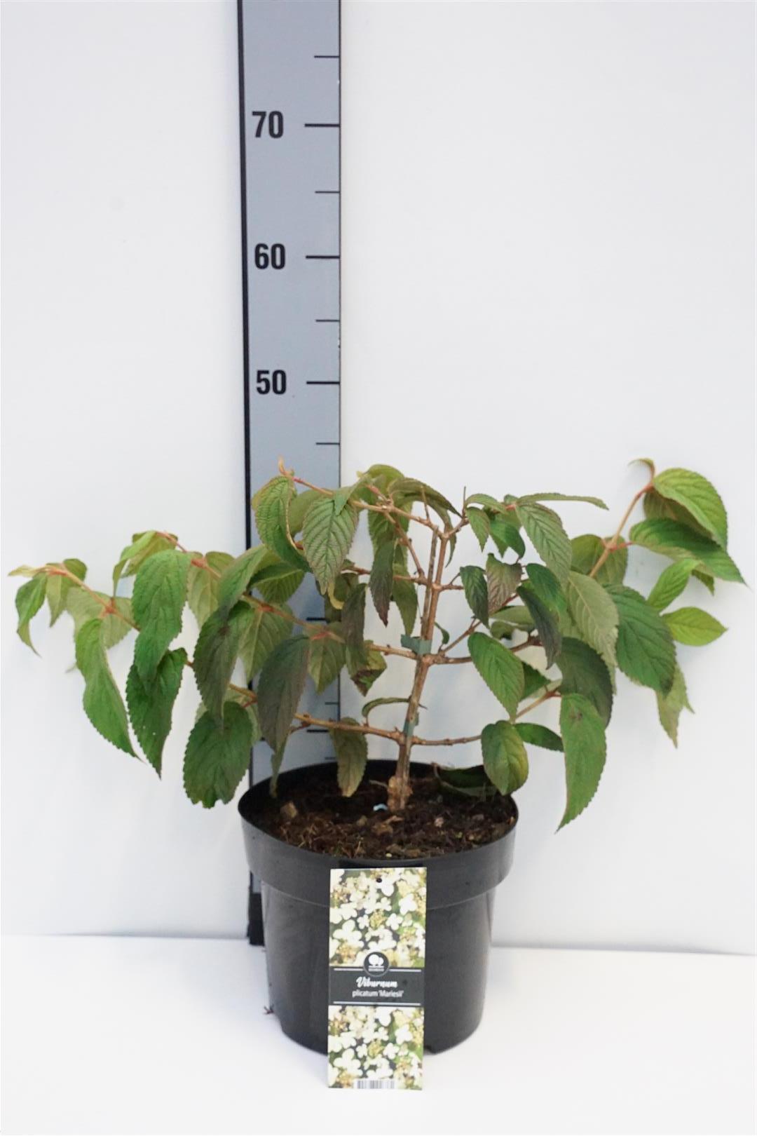 Viburnum plicatum &