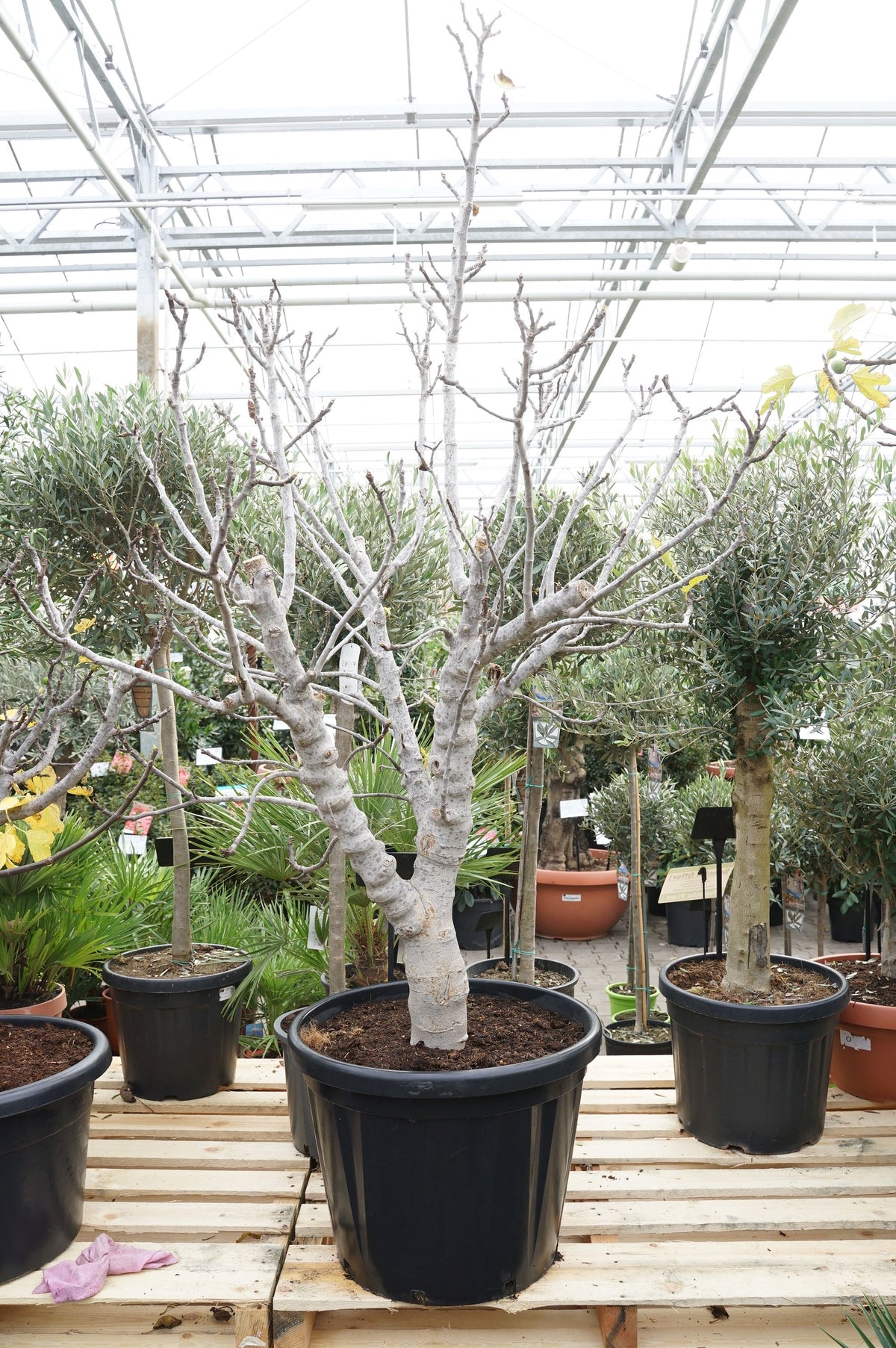 Ficus carica &