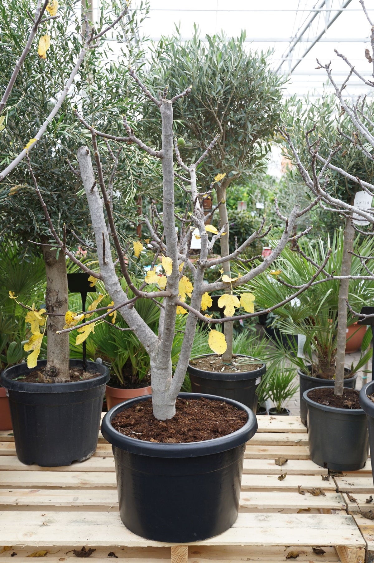 Ficus car. &