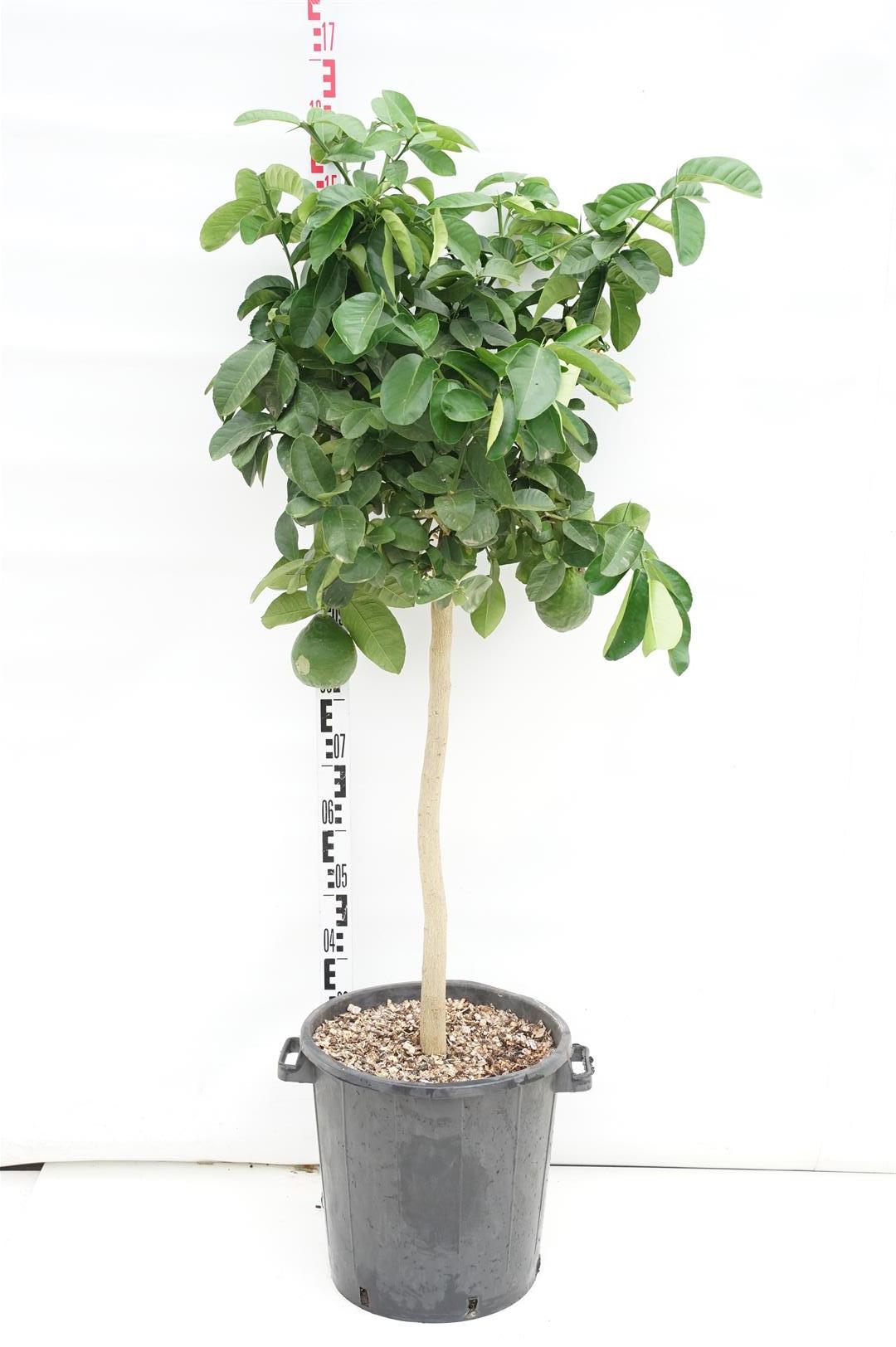 Citrus lipo (Citron x Grapefrukt) 70 cm stam, C30 (30 liters kruka)
