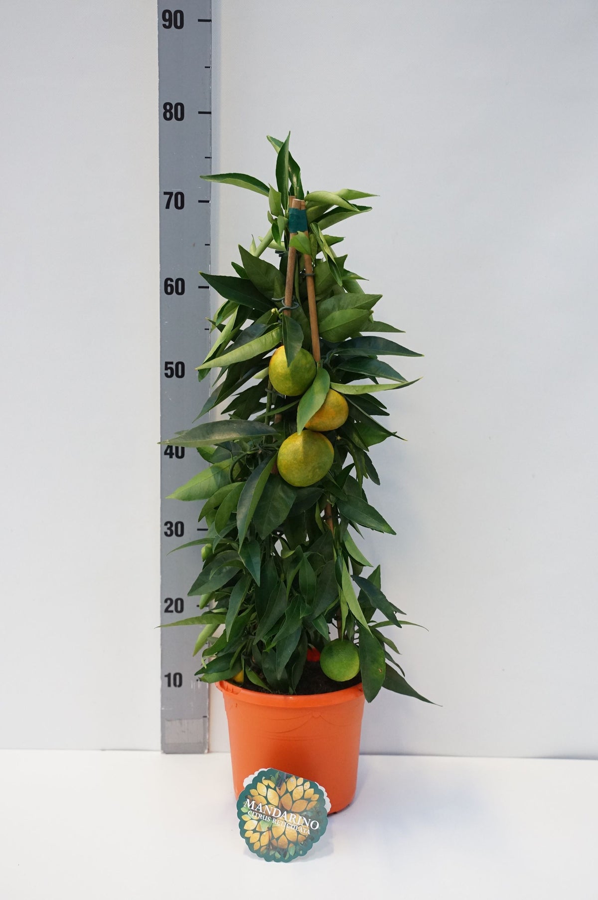 Citrus mandarini C3 (3 liters kruka) / 19 cm kruka 65+ cm 3-stammig