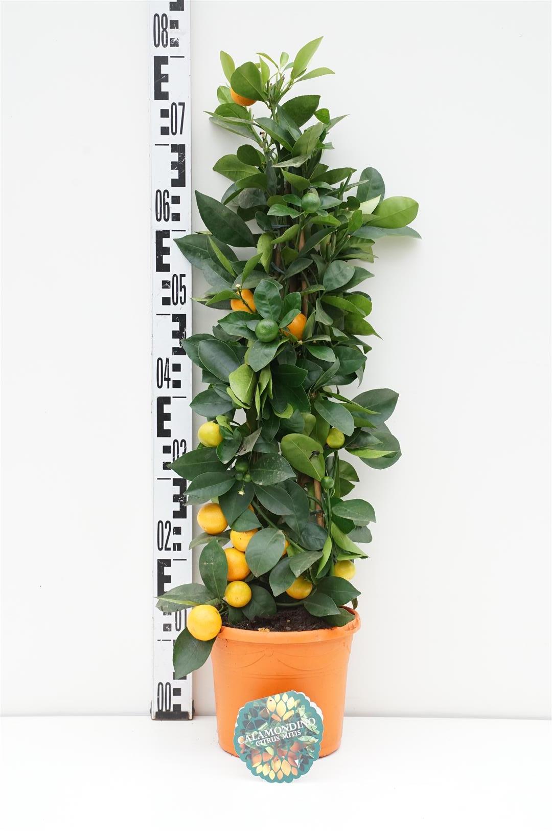Citrus mitis (Calamondin) 65+ cm - C3 (3 liters kruka)