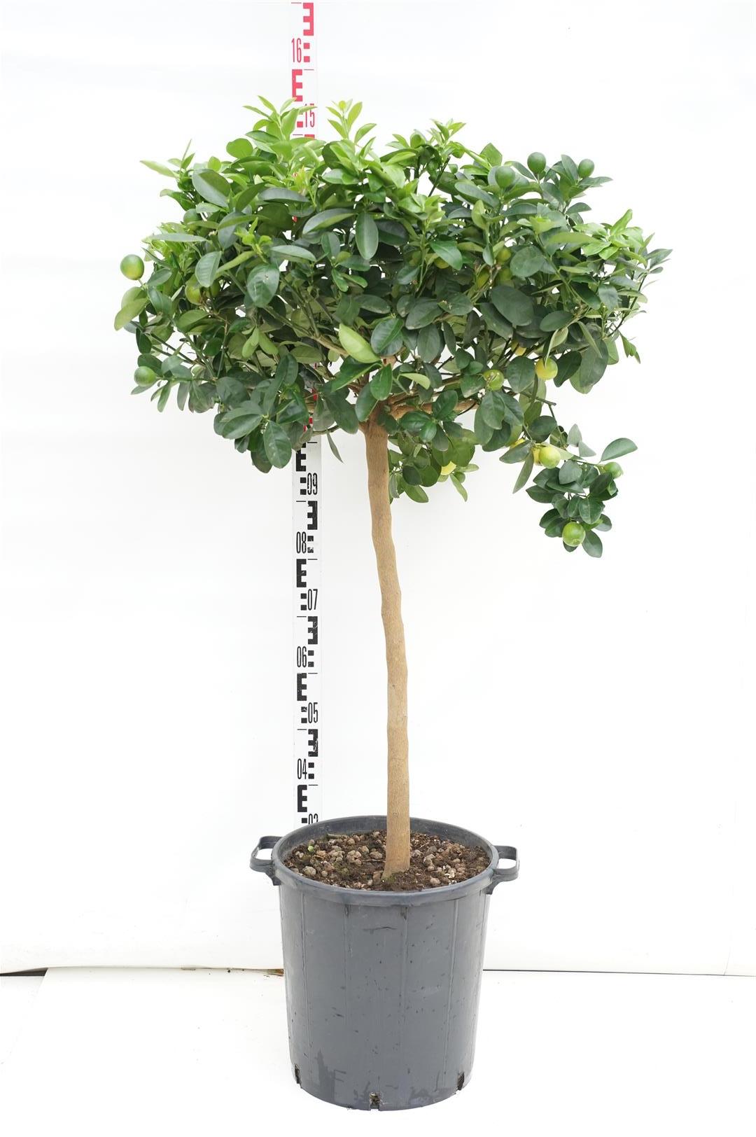Citrus Obovata 70 cm stam C30 (30 liters kruka)
