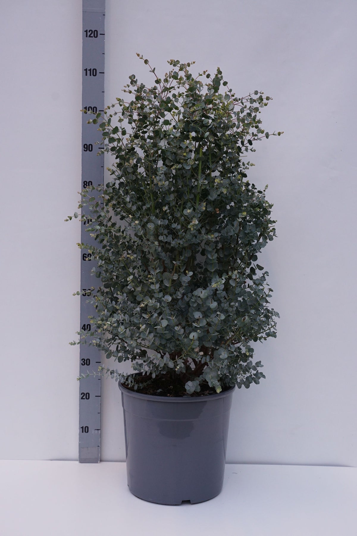 Eucalyptus gunnii &