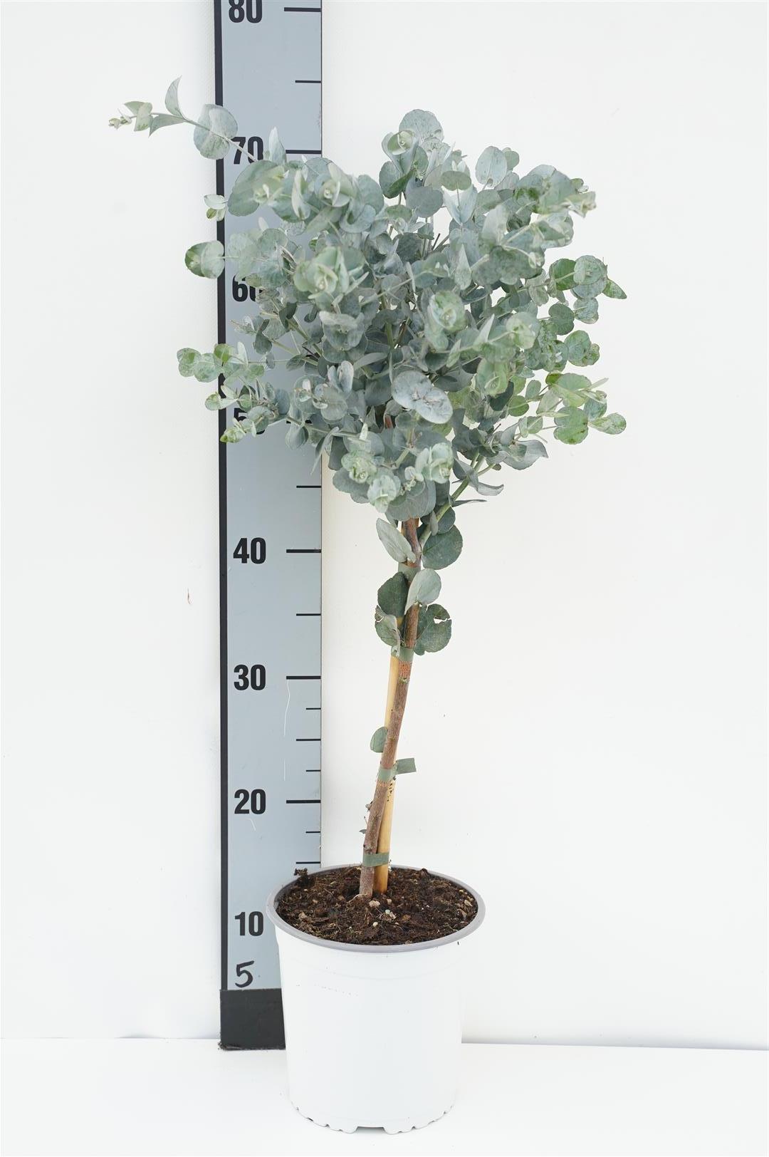 Eucalyptus gunnii 30 cm stam C2 (2 liters kruka)
