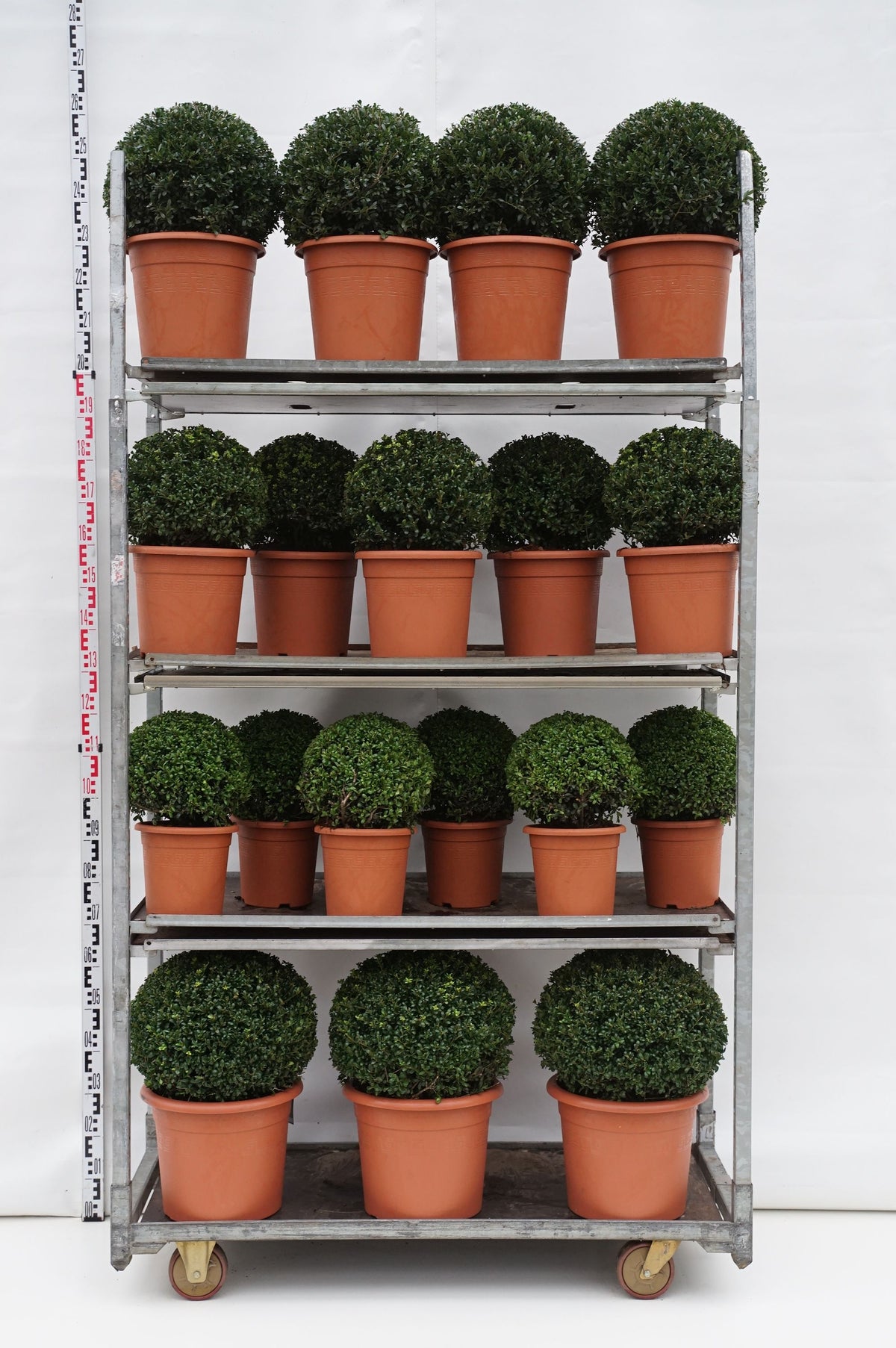 Ilex crenata sortmix formklippta klot MIX CC 2