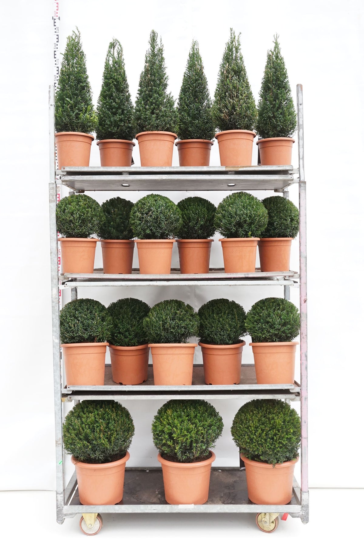 Taxus baccata MIX CC 2