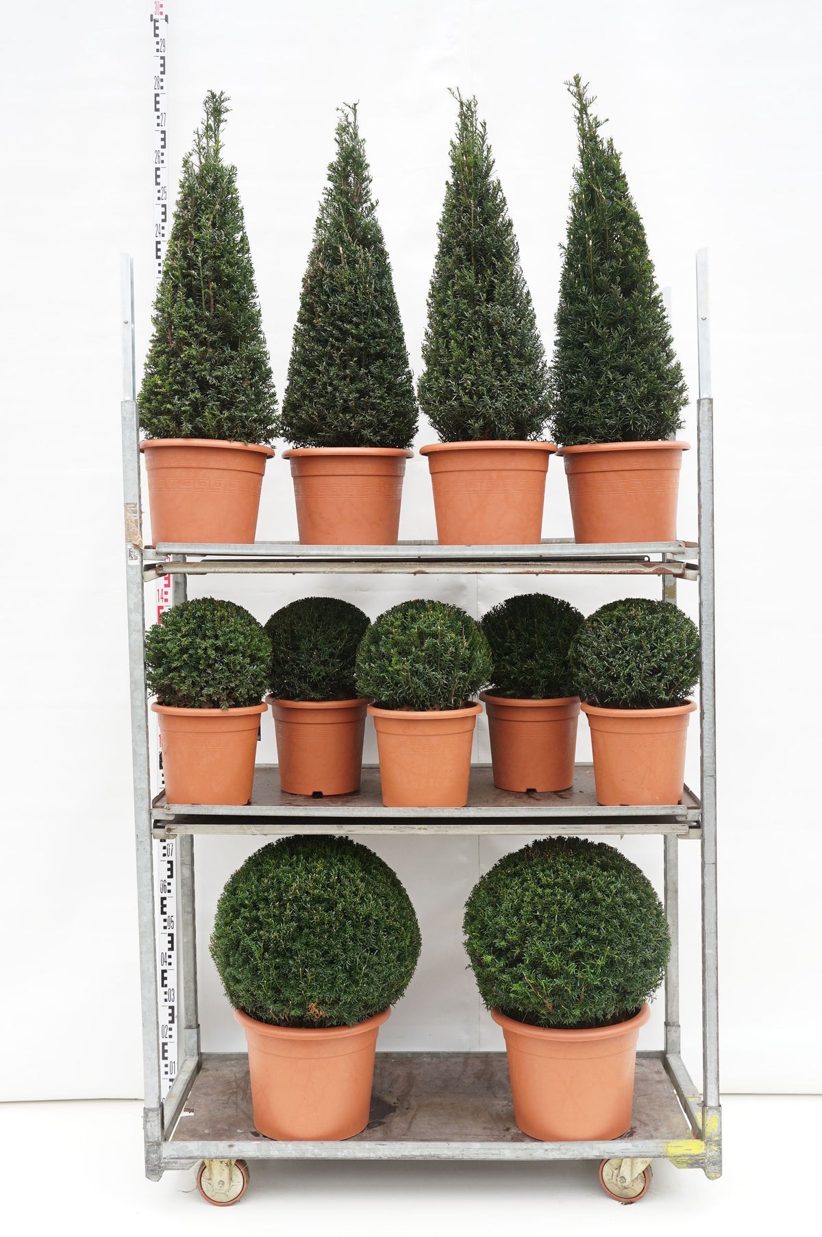 Taxus baccata MIX CC 3