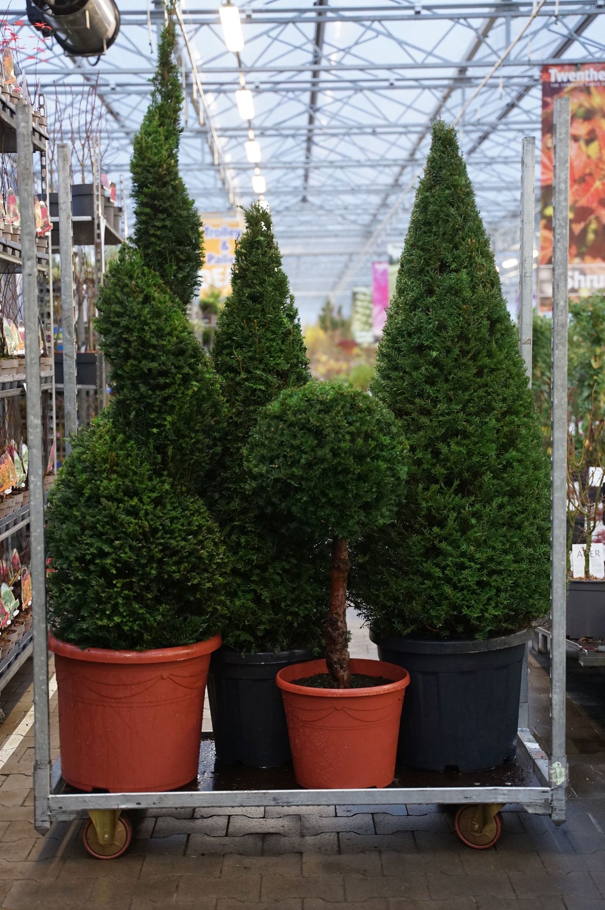 Taxus baccata MIX CC 4