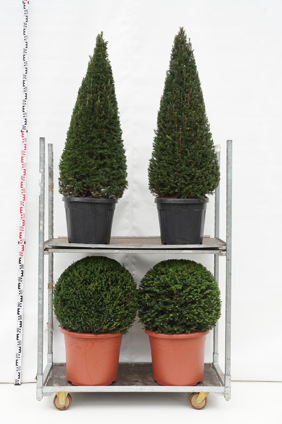 Taxus baccata MIX CC 7