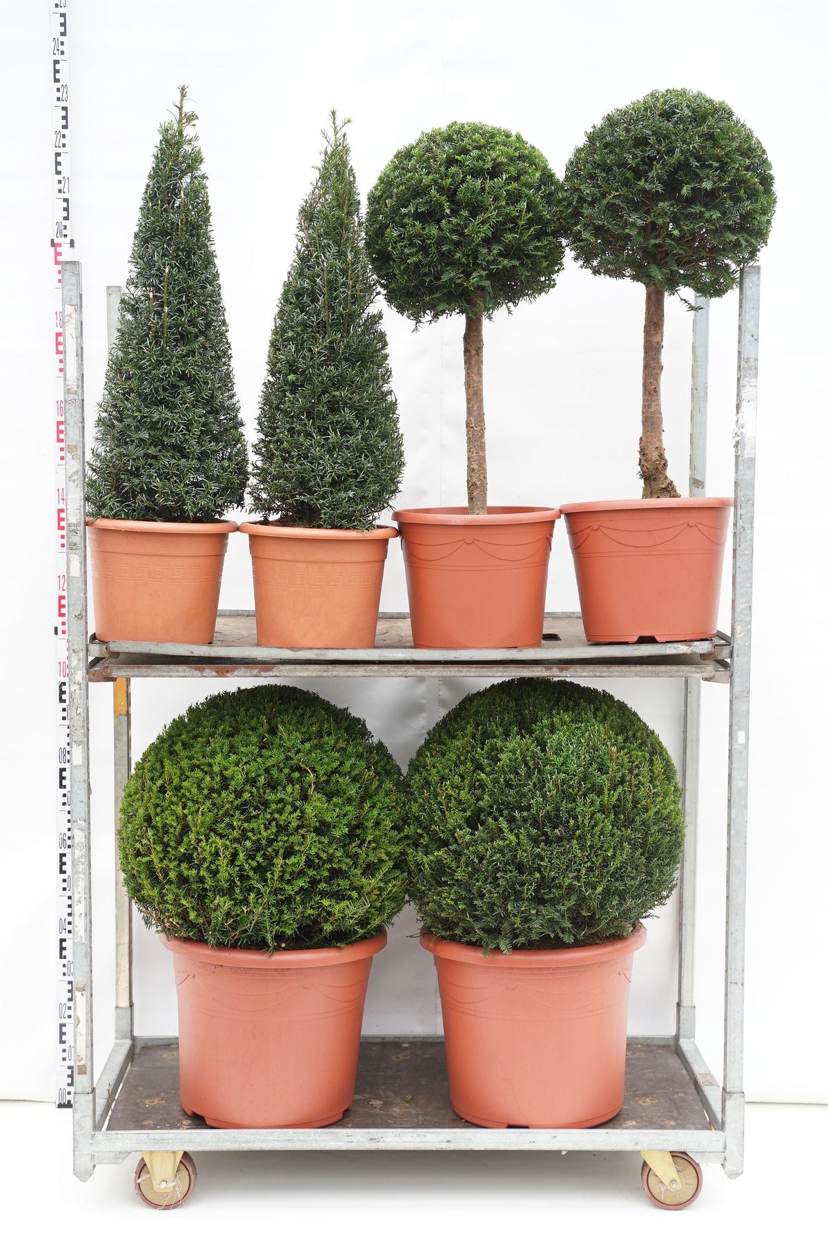 Taxus baccata MIX CC 8