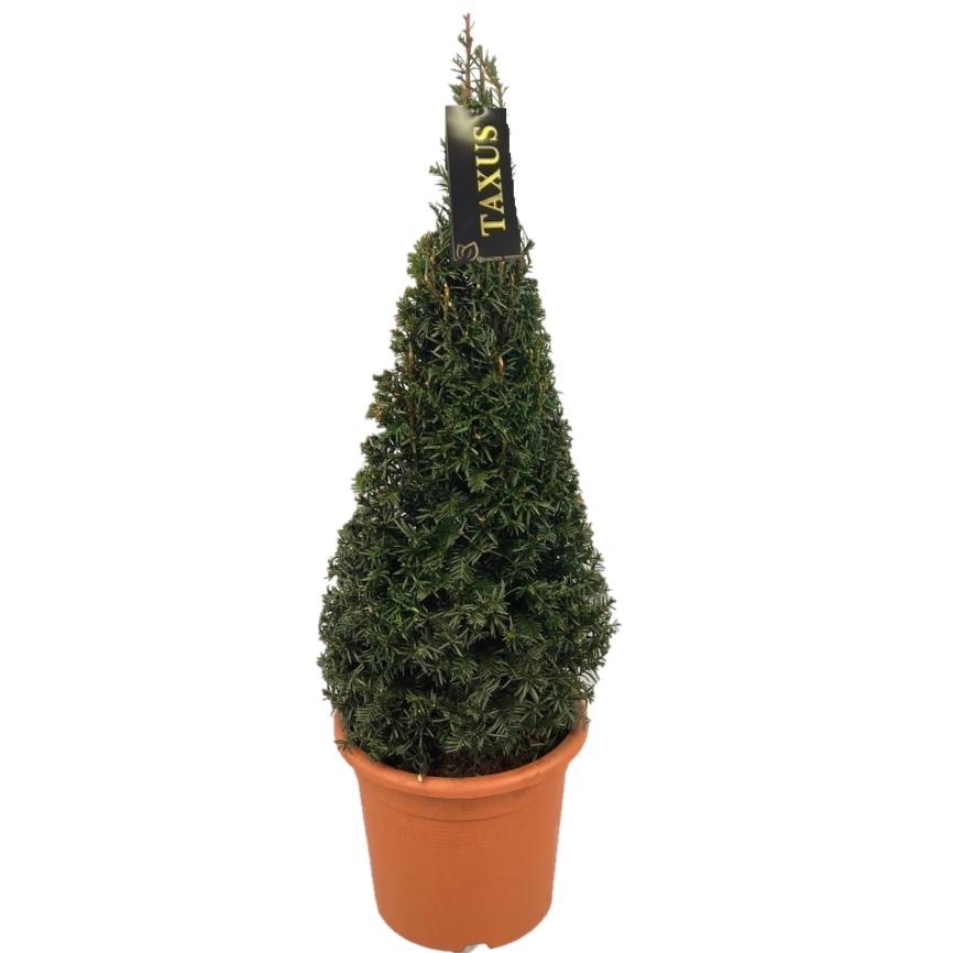 Taxus baccata 70-80 cm kon C5,5 (5,5 liters kruka)