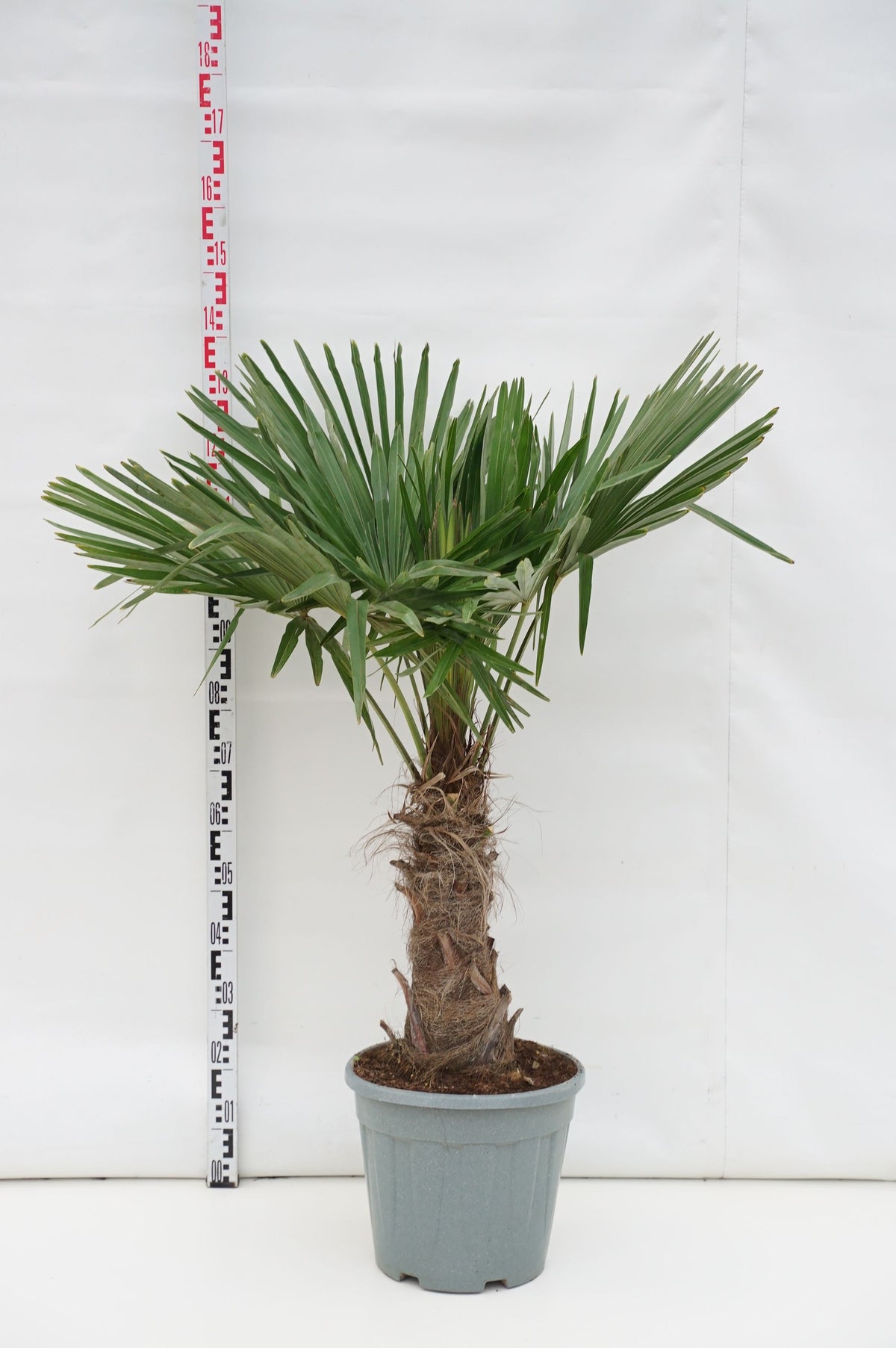 Trachycarpus fortunei 30 cm stam C20 (20 liters kruka)