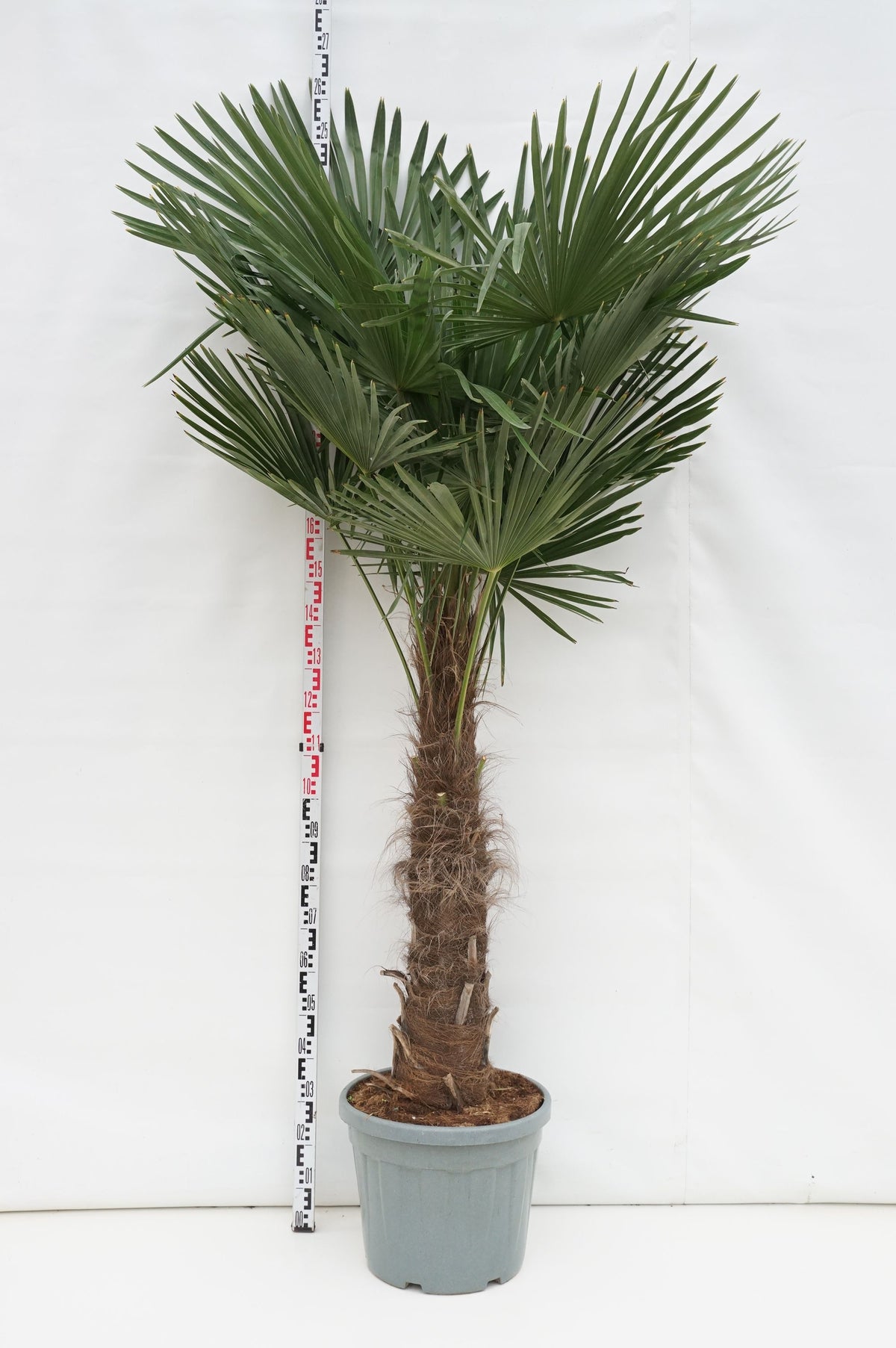 Trachycarpus fortunei 60 cm stam C45 (45 liters kruka)
