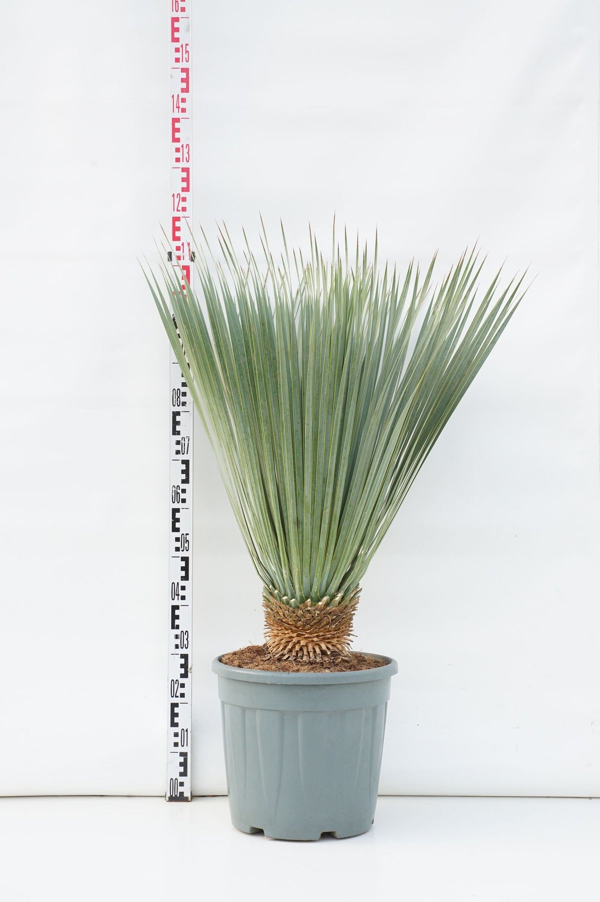 Yucca rostrata &