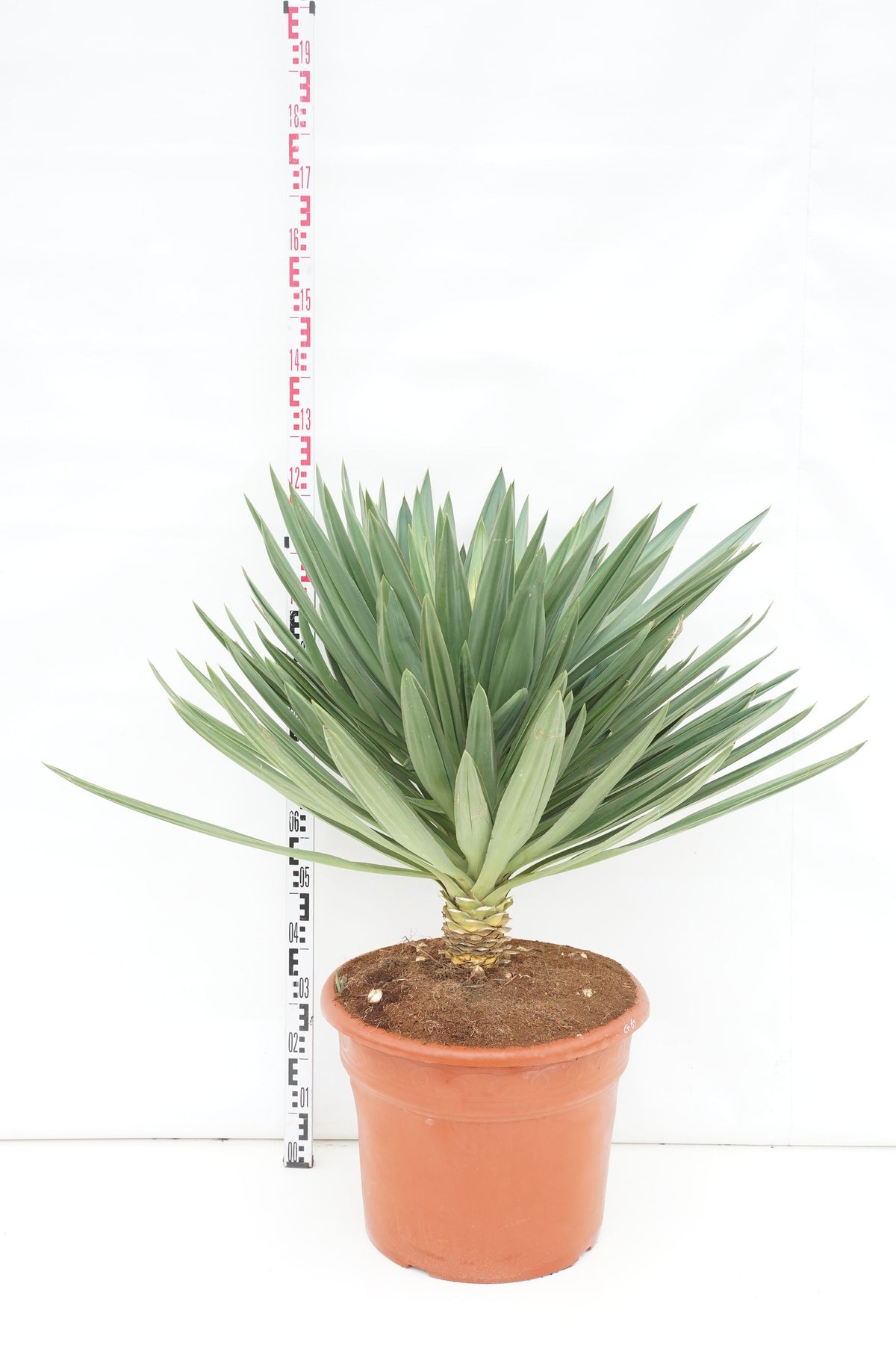 Yucca gl. &