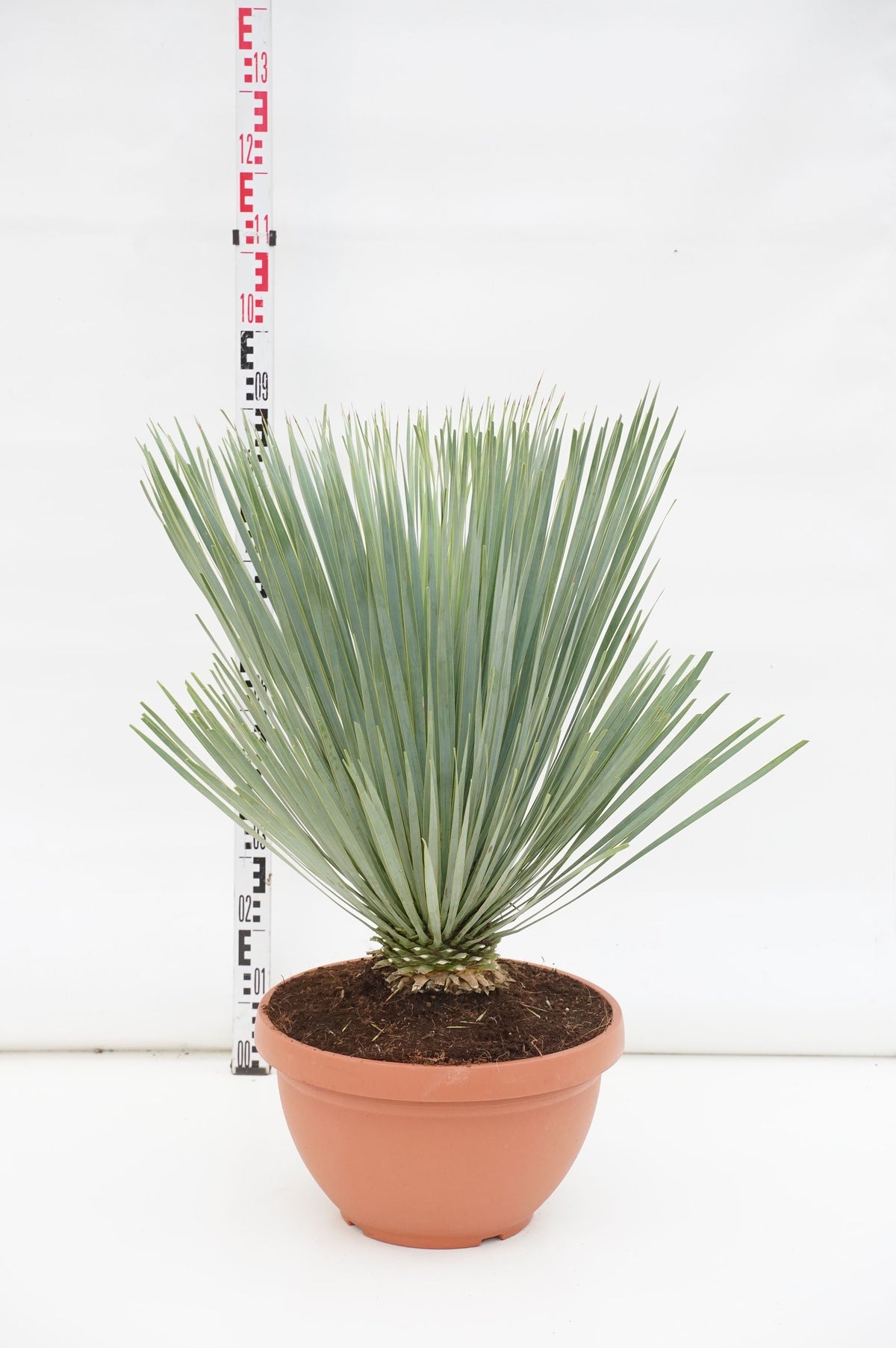 Yucca rostrata &
