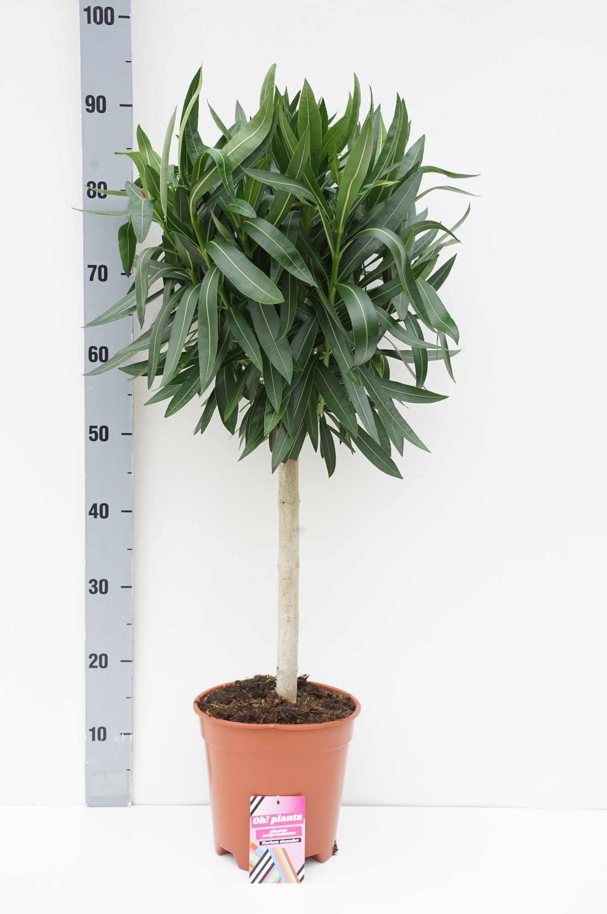 Nerium oleander stam 40 cm C5 (5 liters kruka)