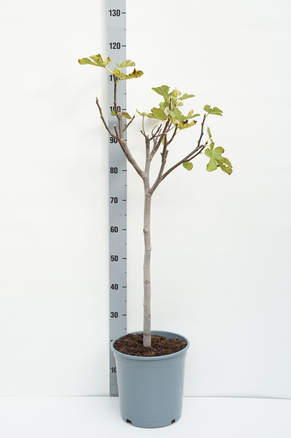 Ficus carica 60 cm stam C10 (10 liters kruka)