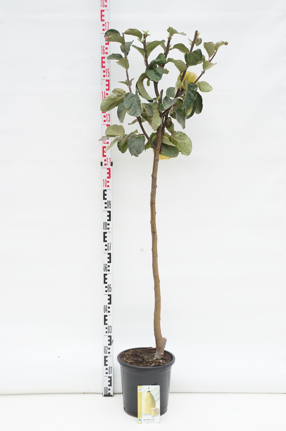 Cydonia oblonga 80 cm stam C10 (10 liters kruka)