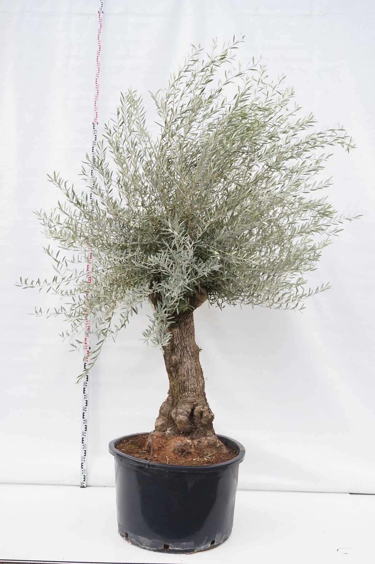 Olea europaea &