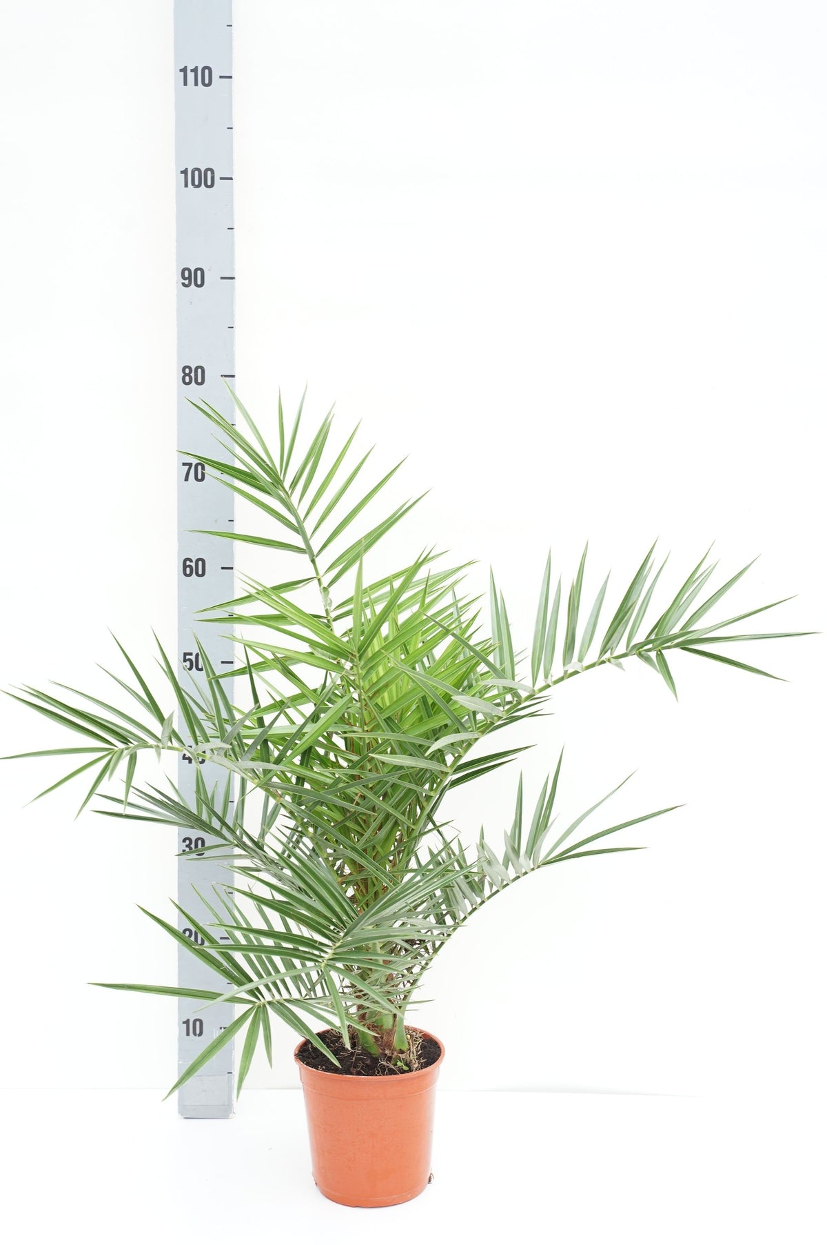 Phoenix canariensis C1,5/15 cm kruka 50-60 cm