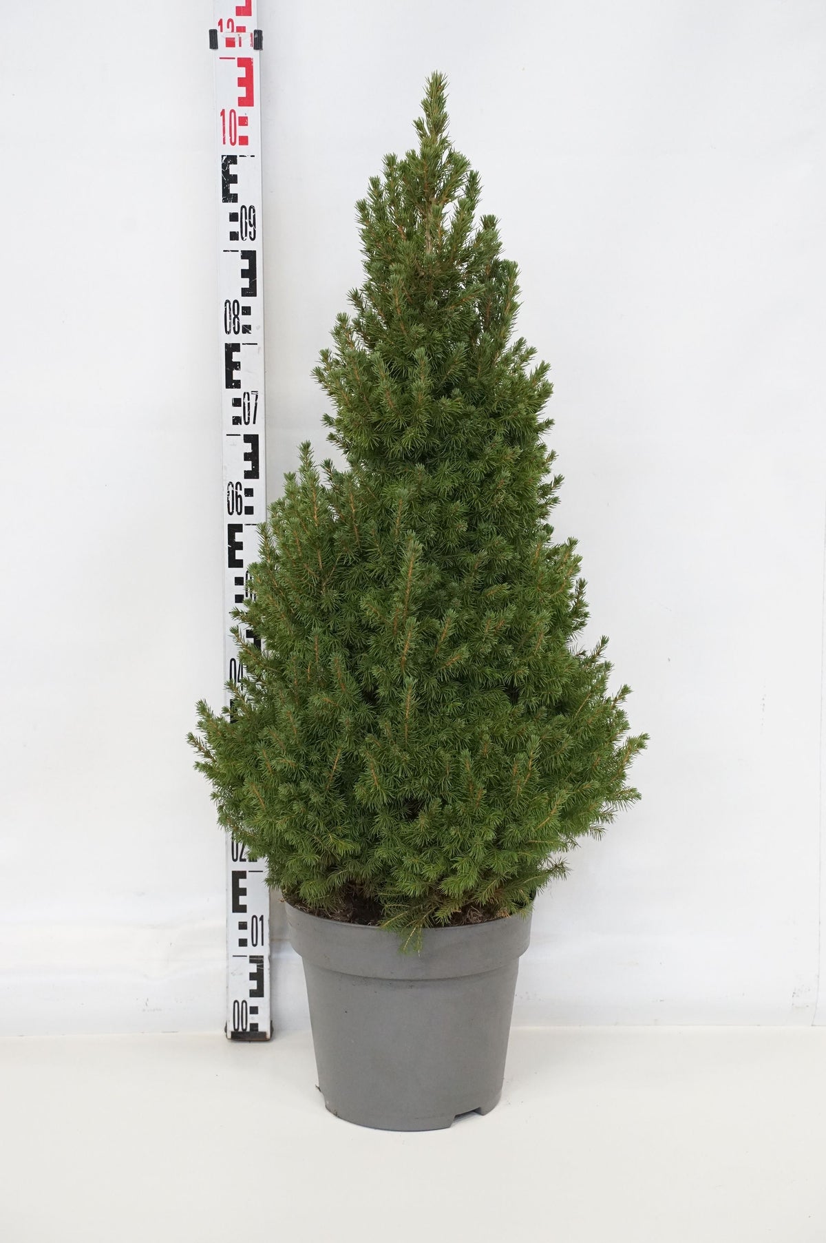 Picea glauca &