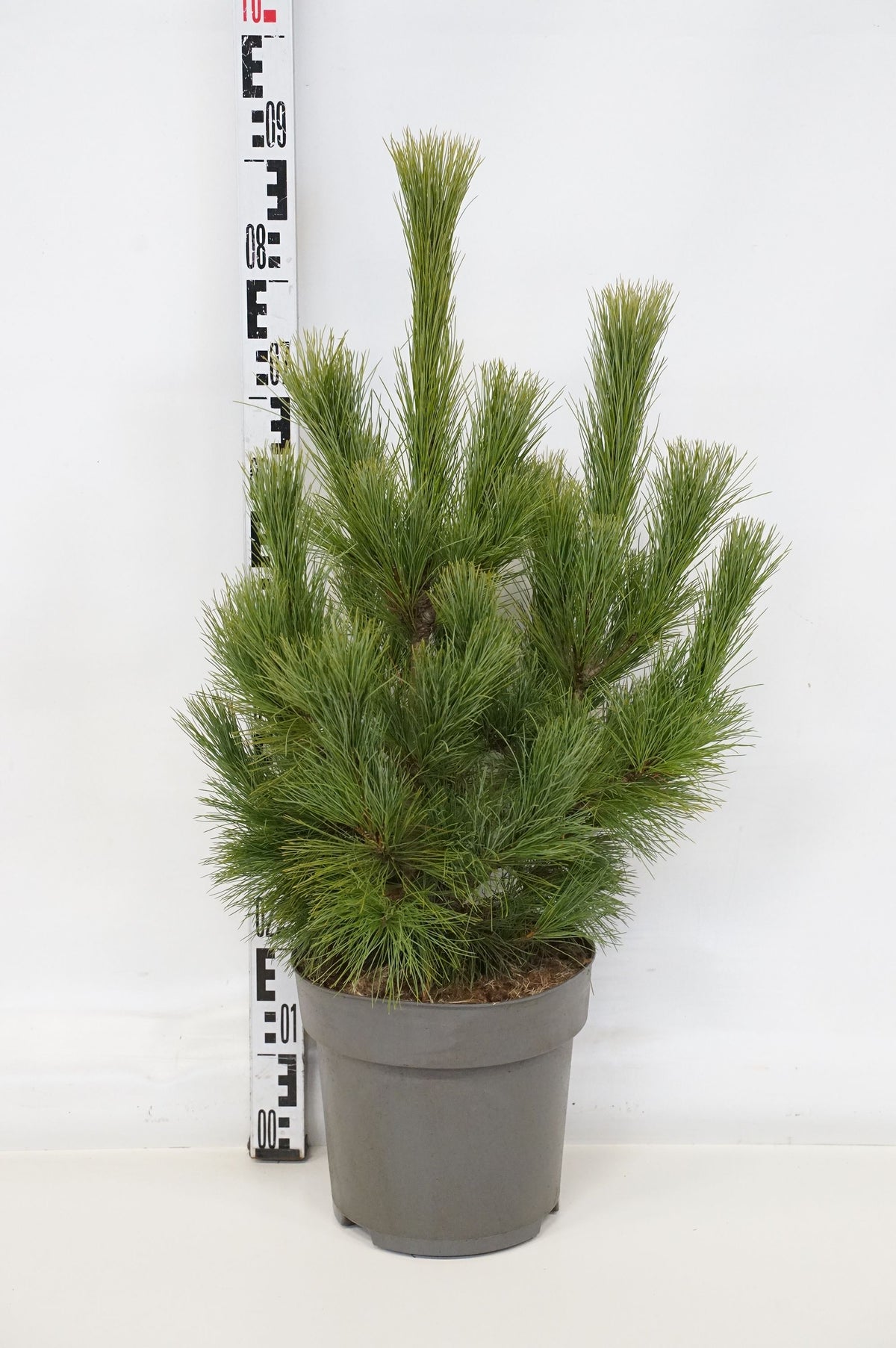 Pinus peuce C10 (10 liters kruka) 60-80 cm