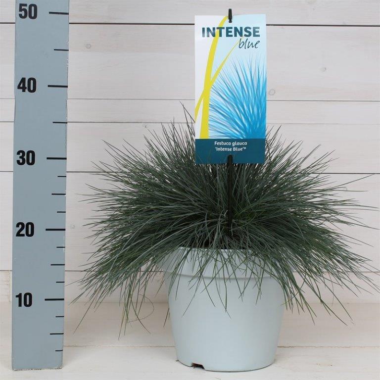 Festuca glauca &