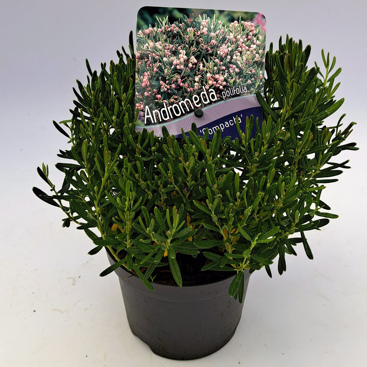 Andromeda polifolia &