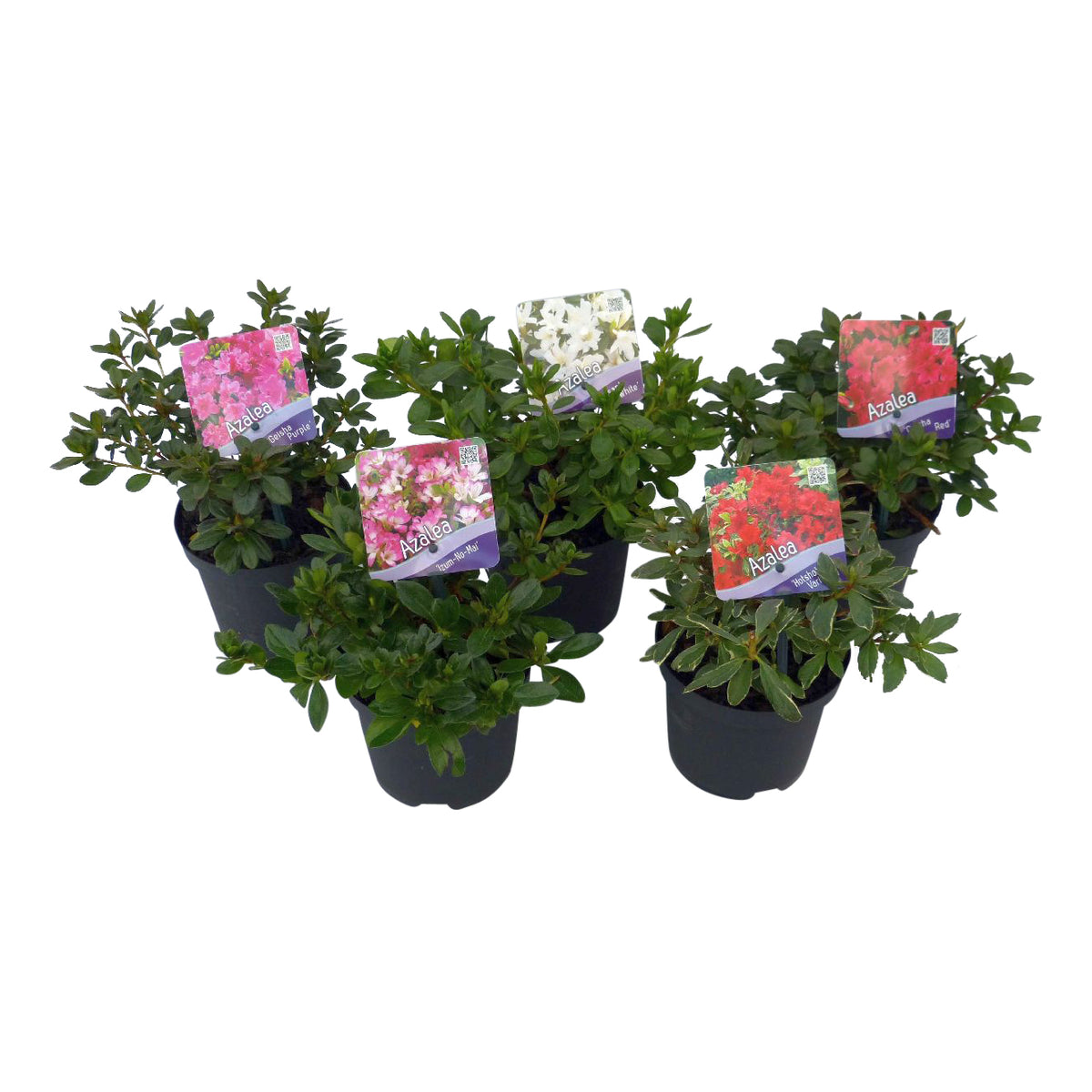 Rhododendron (AJ) i sorter C1 (1 liters kruka) / 13 cm kruka 15-20 cm