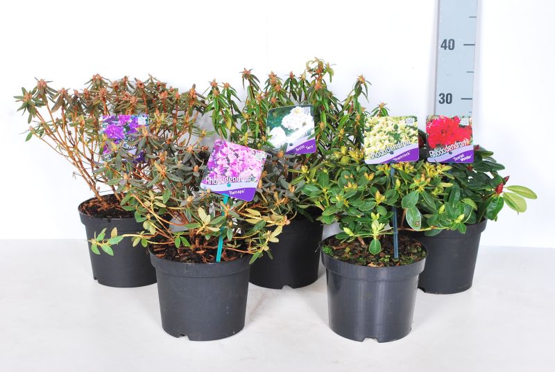 Rhododendron i sorter C2 (2 liters kruka) 20-25 cm